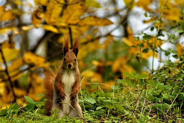 wiewiórka jesienią